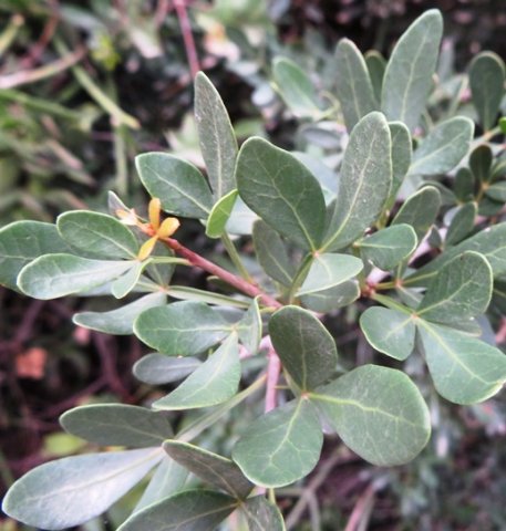 Searsia pterota leaves